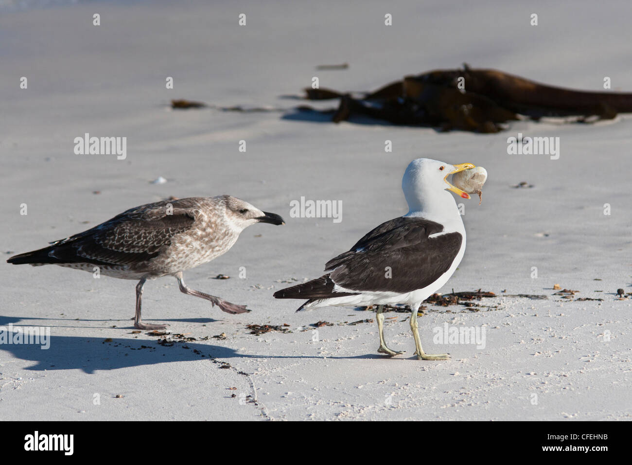 Cape gulls, Larus vetula, with African penguin egg, Table Mountain National Park, South Africa Stock Photo