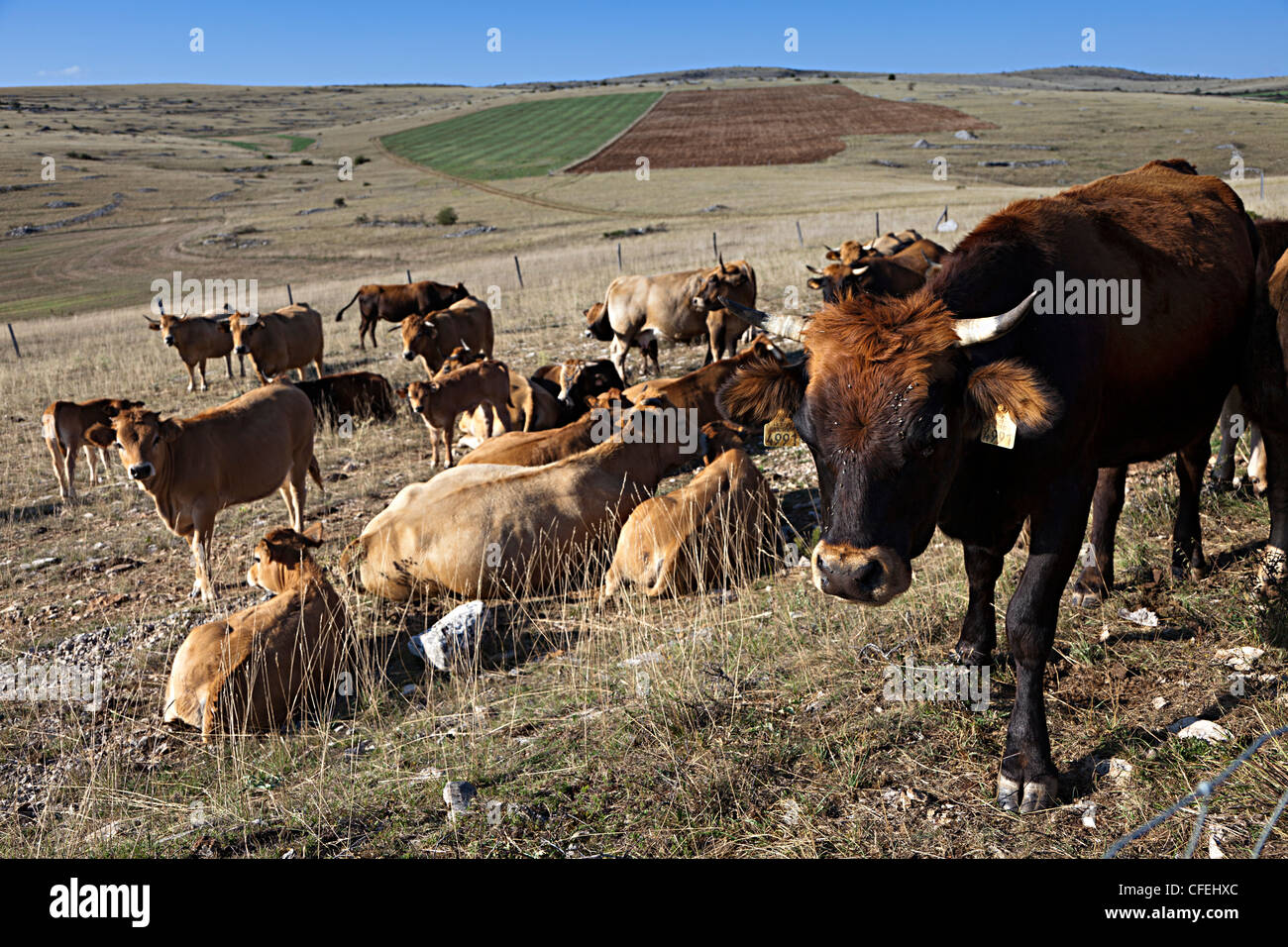Cattle grazing on the Causse Mejean limestone plateau, Lozere, France Stock Photo