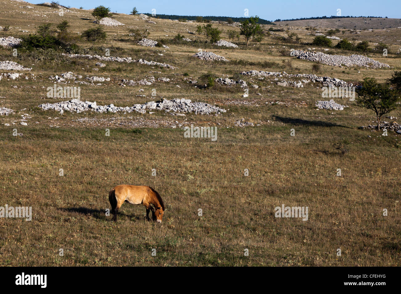 Przewalski horse, Equus ferus przewalskii, Causse Mejean limestone plateau, Lozere, France Stock Photo