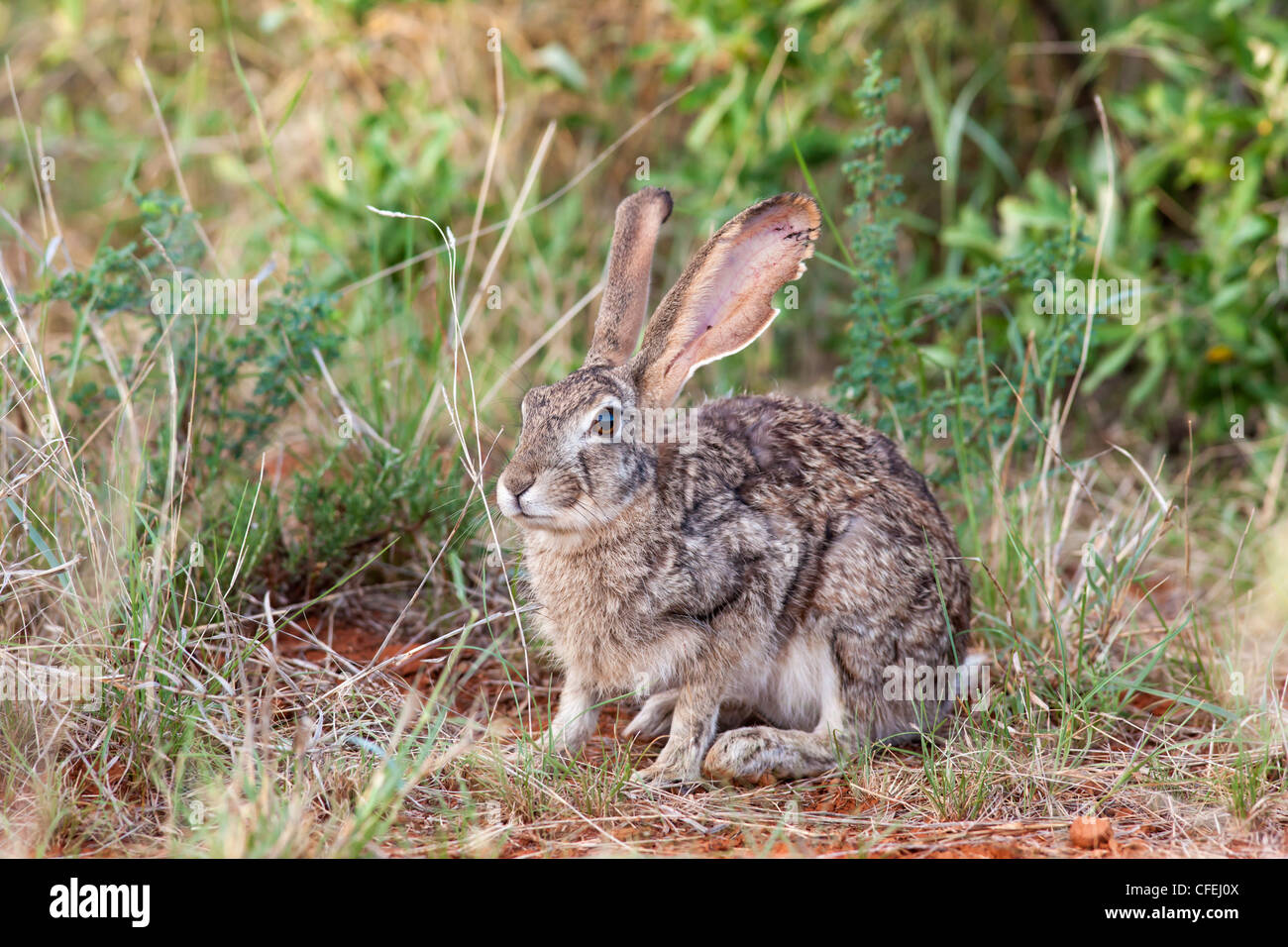 Cape hare, Lepus capensis, Kgalagadi Transfrontier national park, South Africa Stock Photo