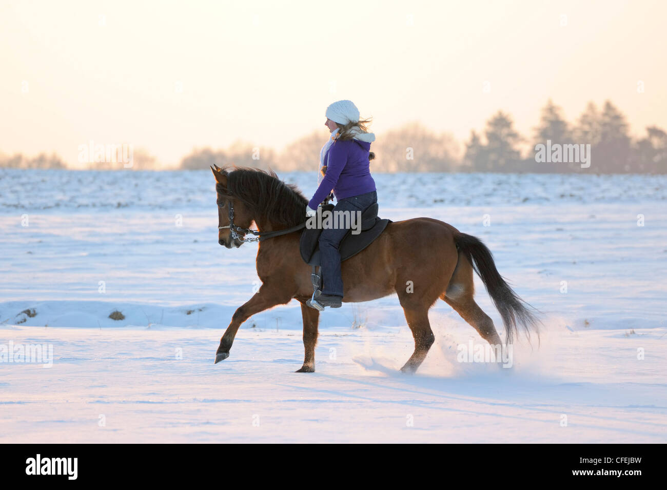 Riding out on Paso Fino horse in winter in the evening Stock Photo