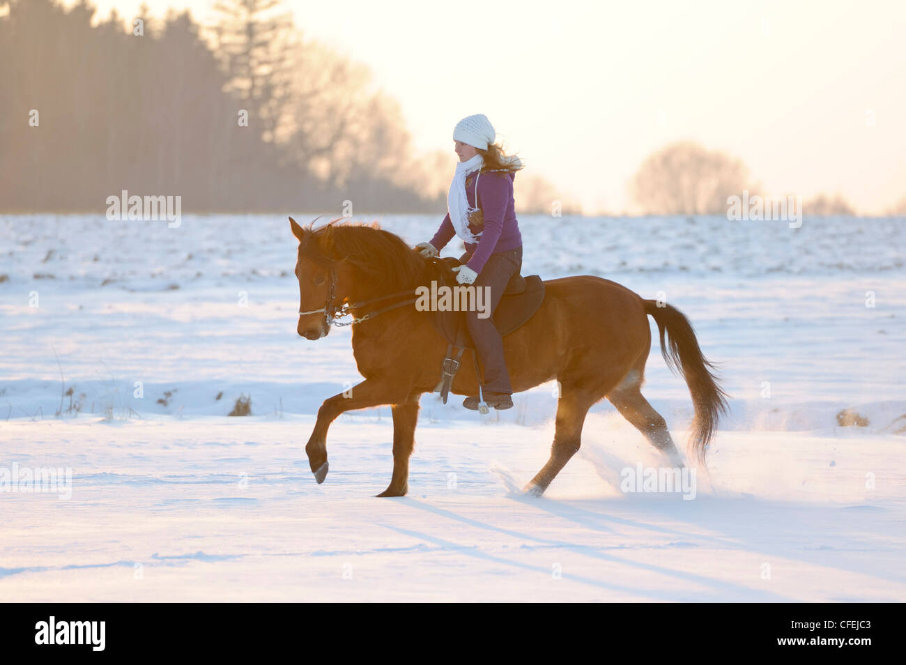 Rider on Paso Fino horse galloping in winter at sunset Stock Photo