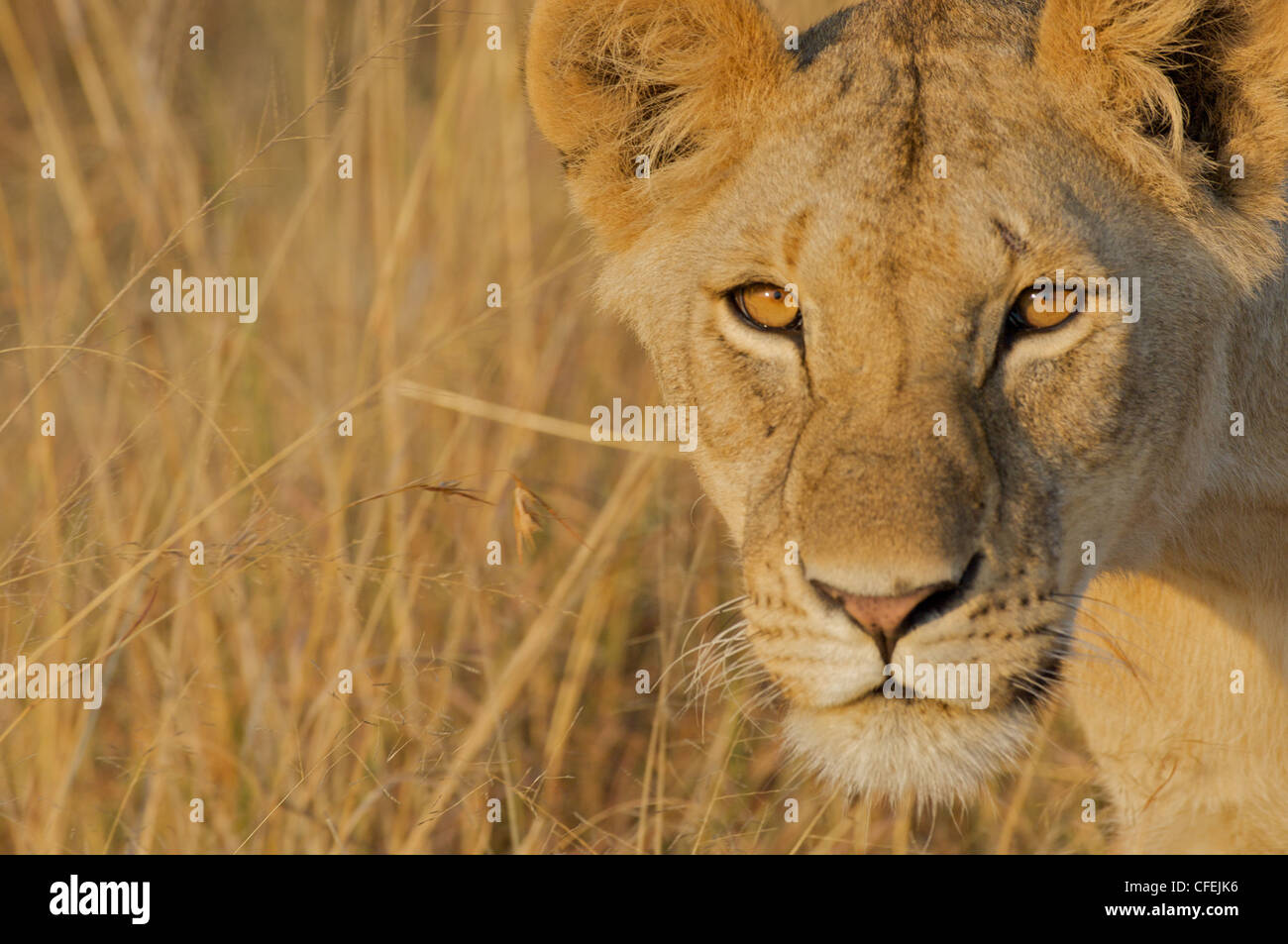 Closeup at eye level of a lioness in the long grass in the Mara, bathed by golden afternoon light. Stock Photo