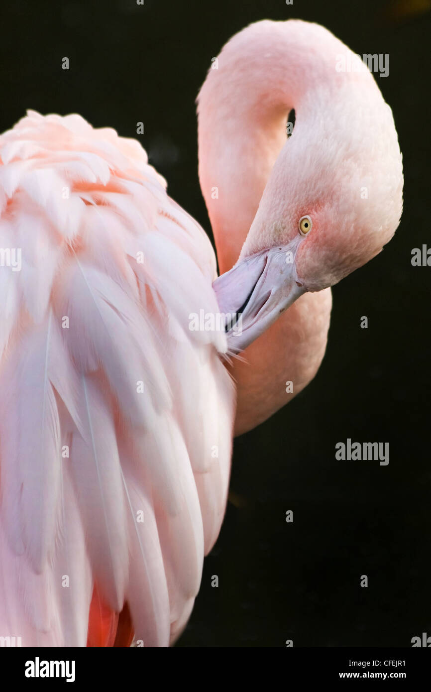 Pink flamingo making toilet on black background Stock Photo