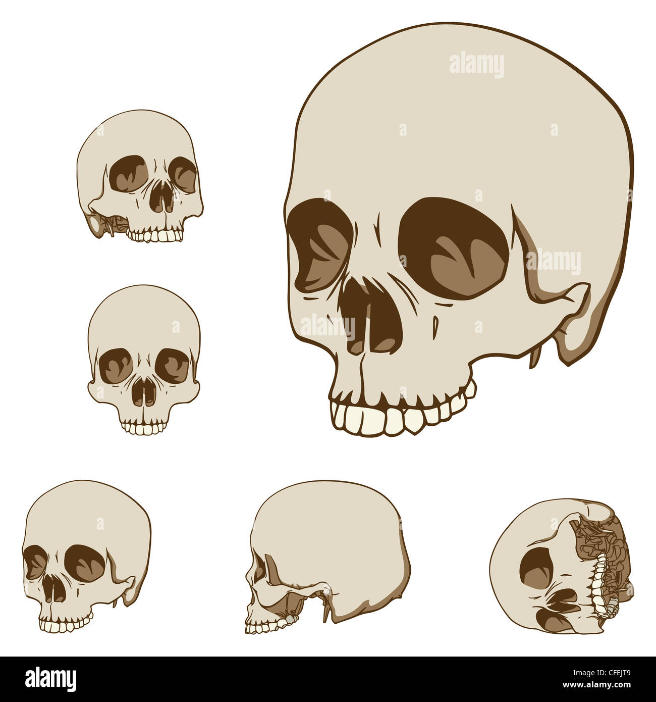 Human skull Stock Photo