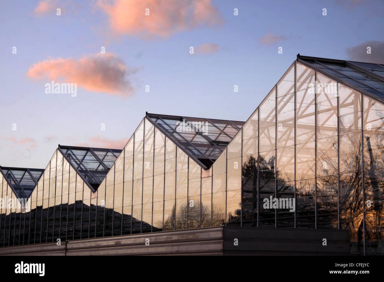 Greenhouses with a sunset sky overhead. Commercial greenhouses Stock