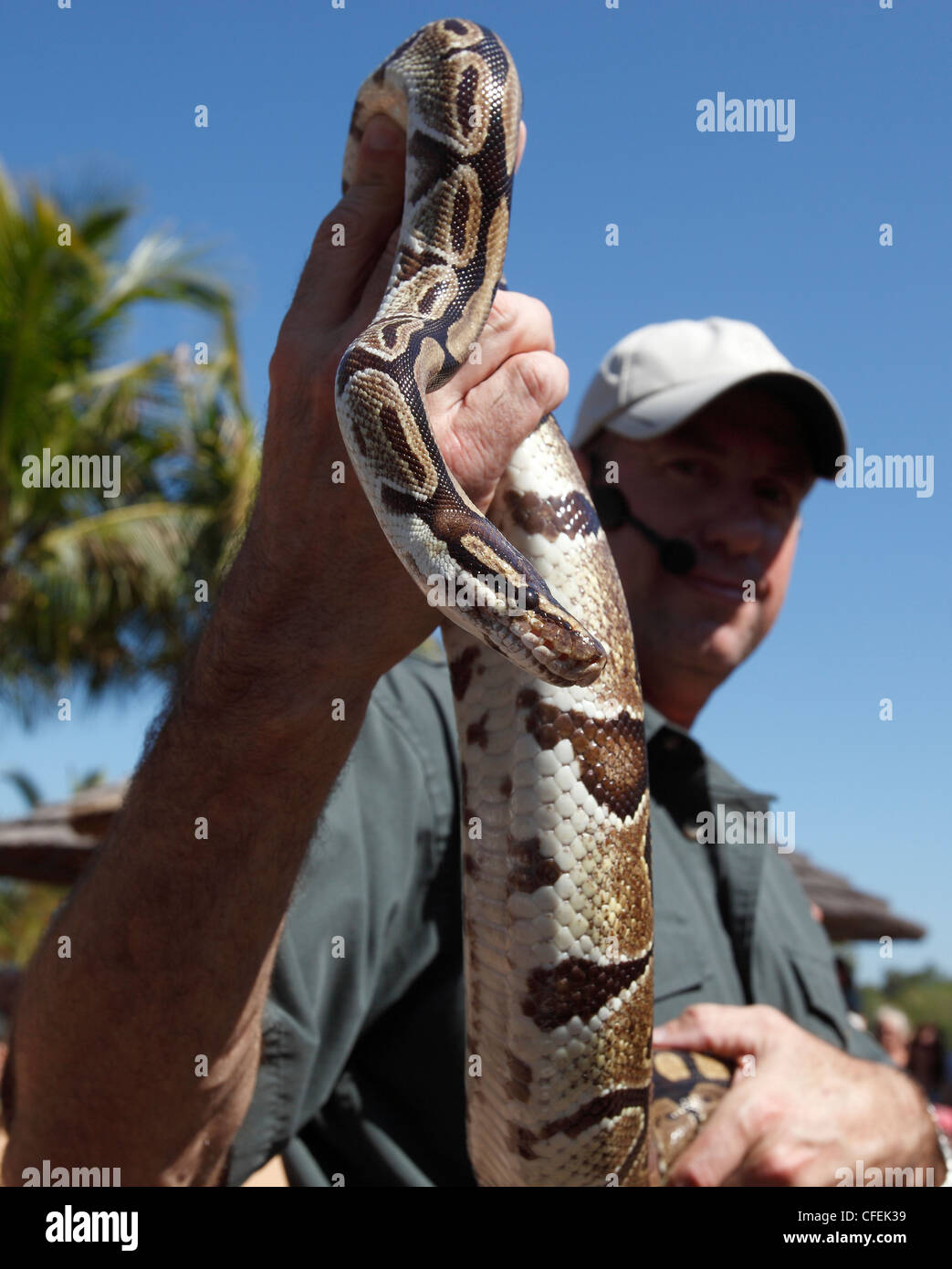 A zoo keeper holds up a ball python at the Naples Zoo, Naples, Florida ...