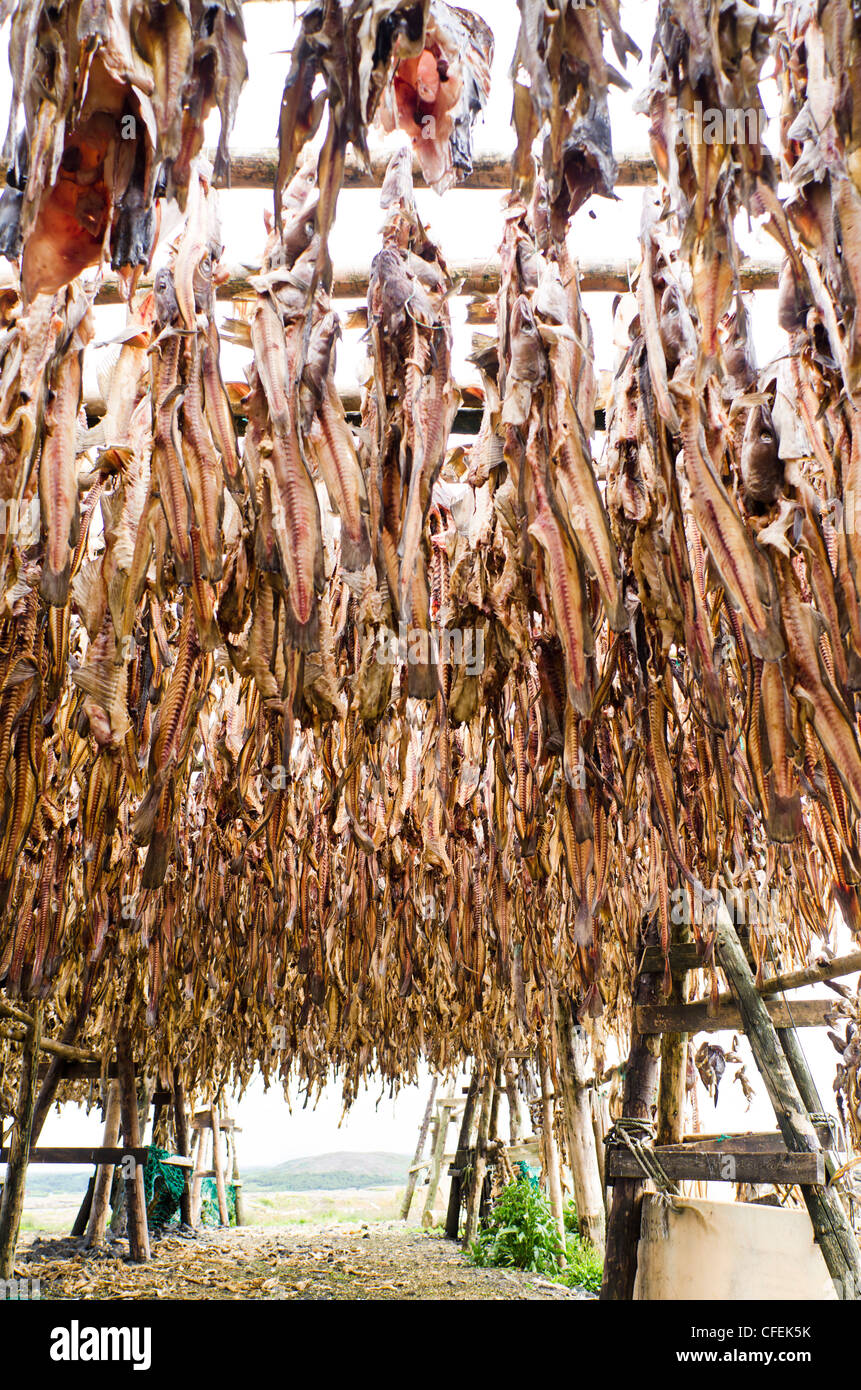 Salt cod at Almenningur. SouthWest Iceland Stock Photo Alamy