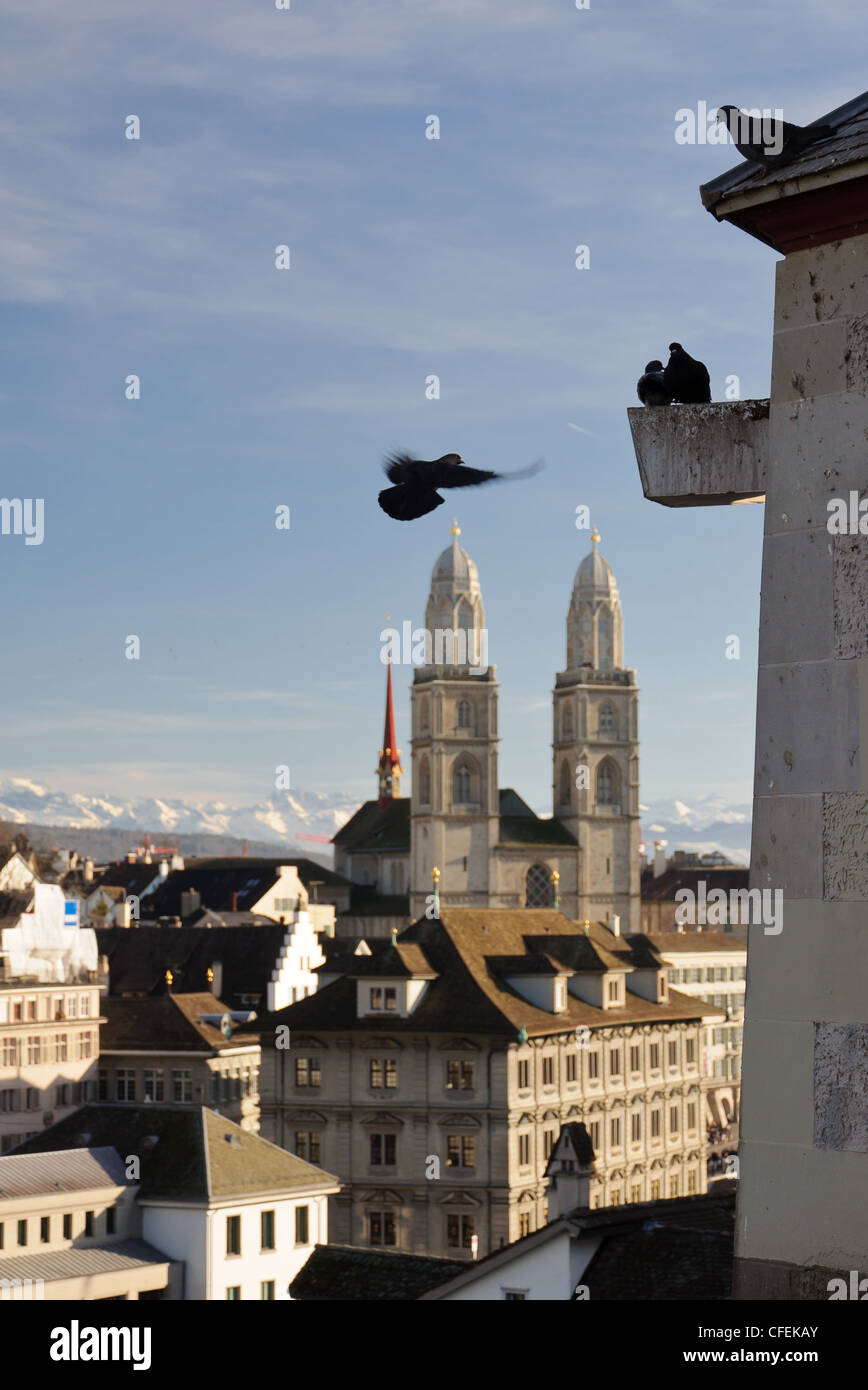View of some pigeons and Zurich city center on the background Stock Photo