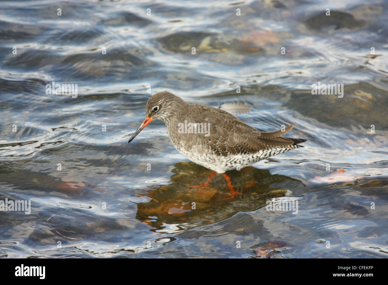 "Redshank " wading at Lymington coastal reserve Stock Photo