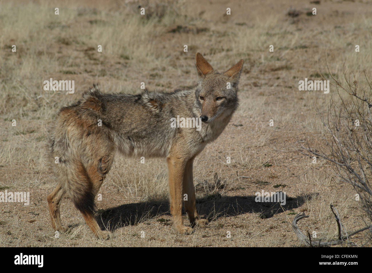 Coyote hunting in desert Joshua Tree National park California Stock ...