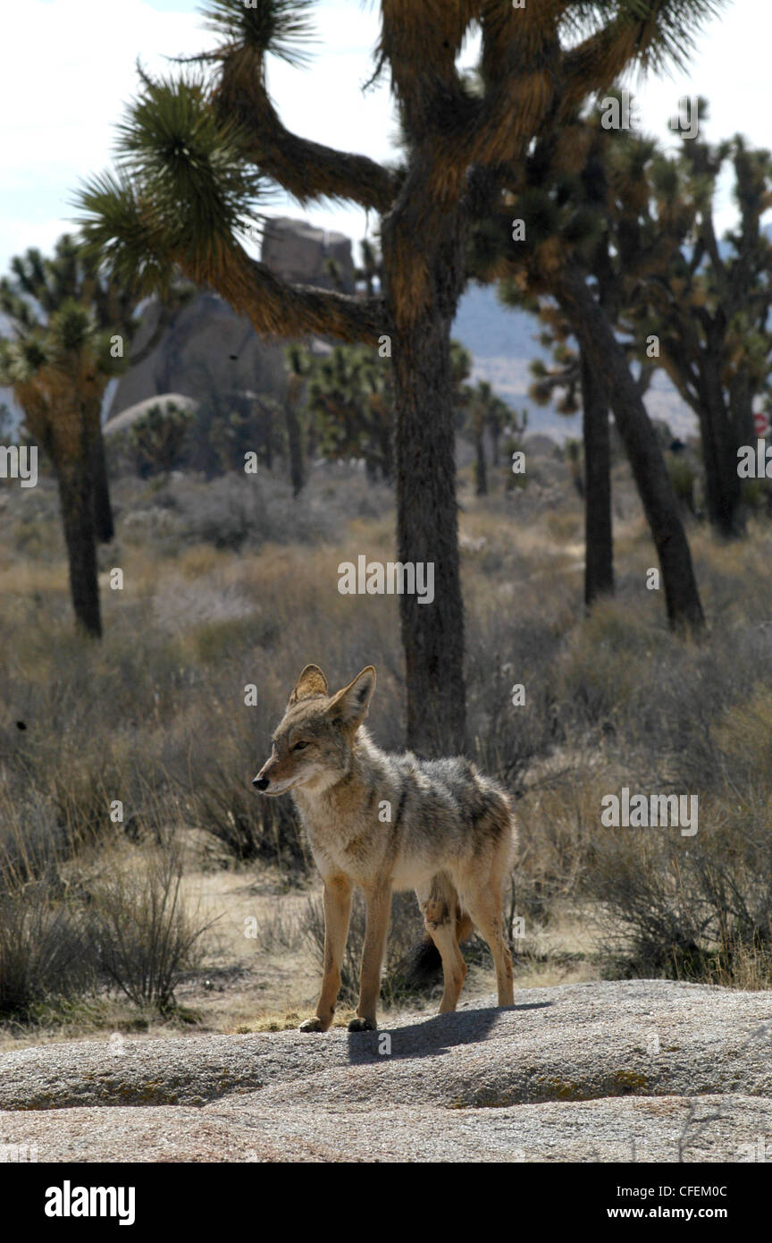 Coyote hunting in desert Joshua Tree National park California Stock ...