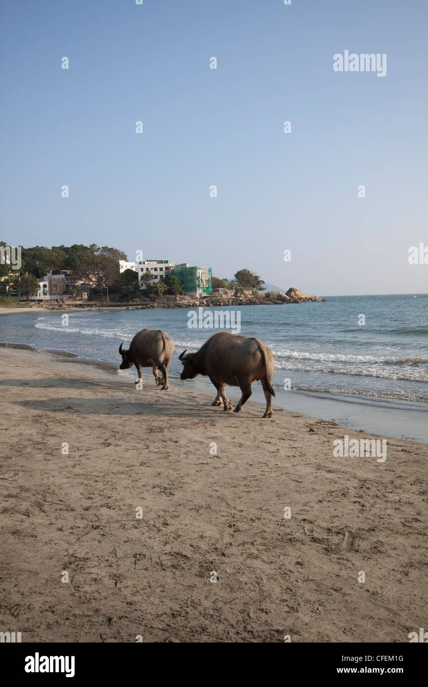 Two buffaloes walking along beach in Hong Kong Stock Photo