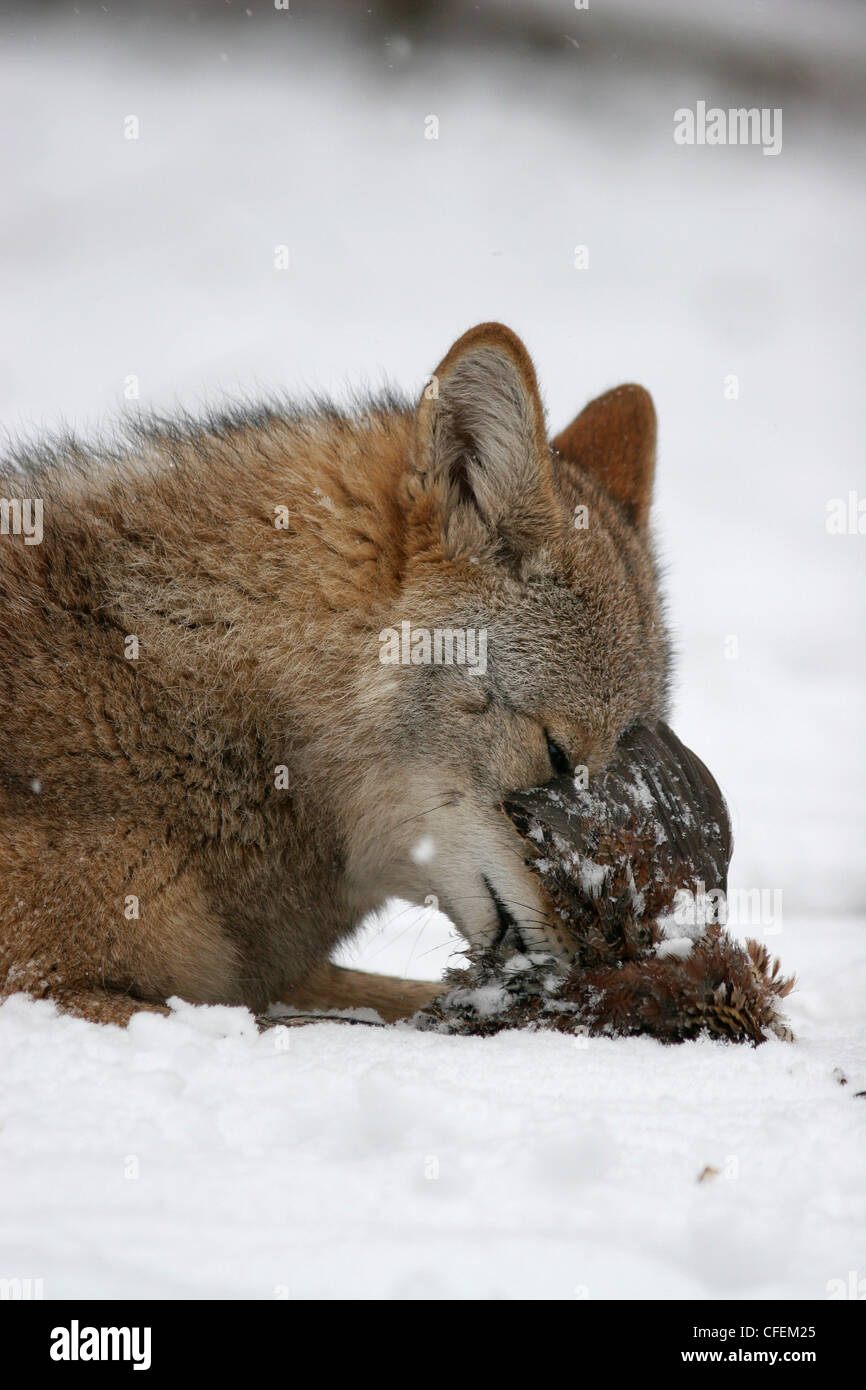 Coyote hunting in snow with bobwhite quail prey Ohio Stock Photo - Alamy