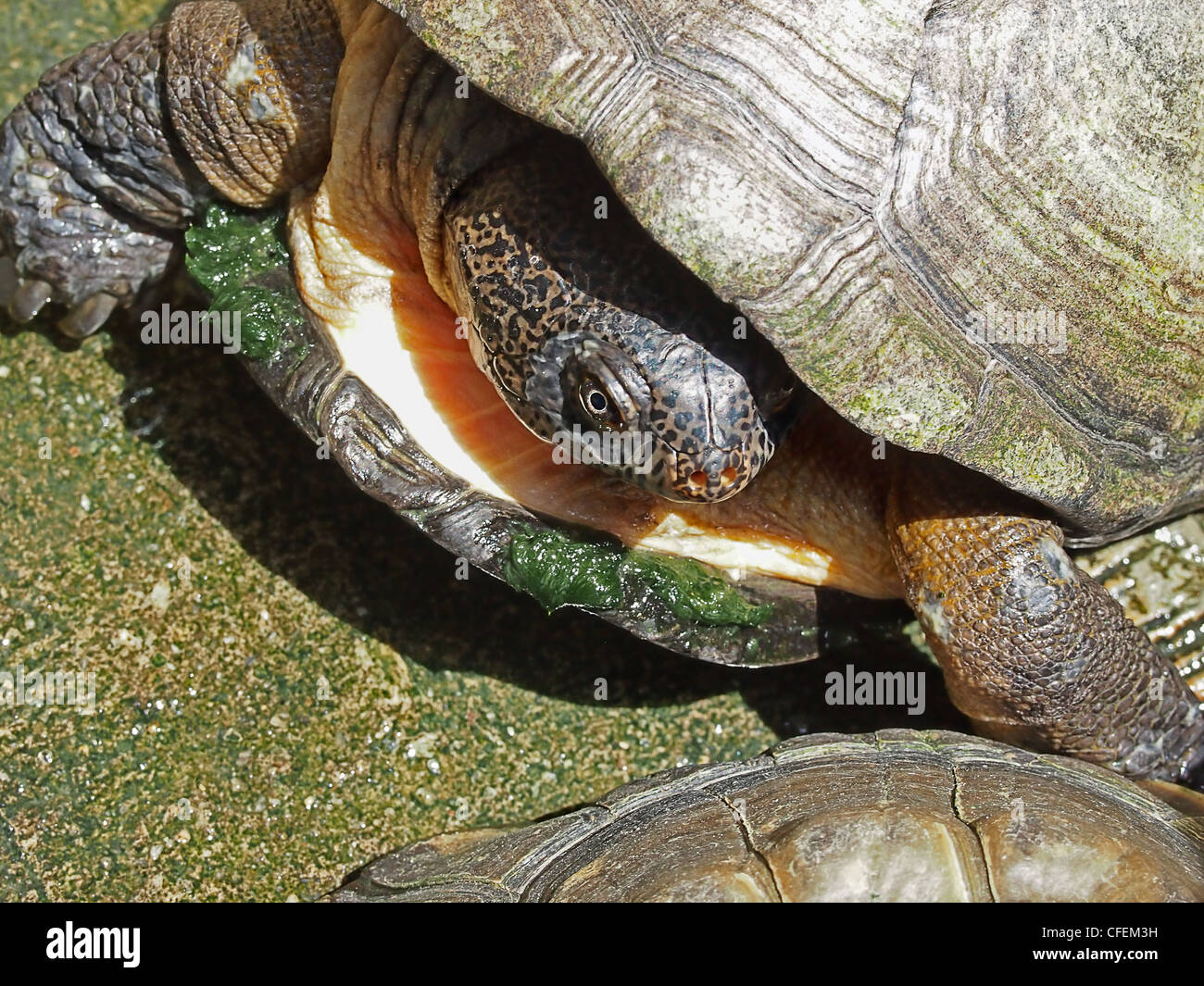 close up of an African turtle trying to hide its head Stock Photo