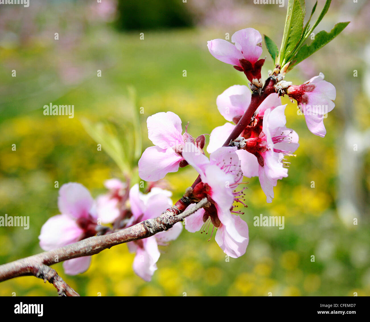 A Blossom