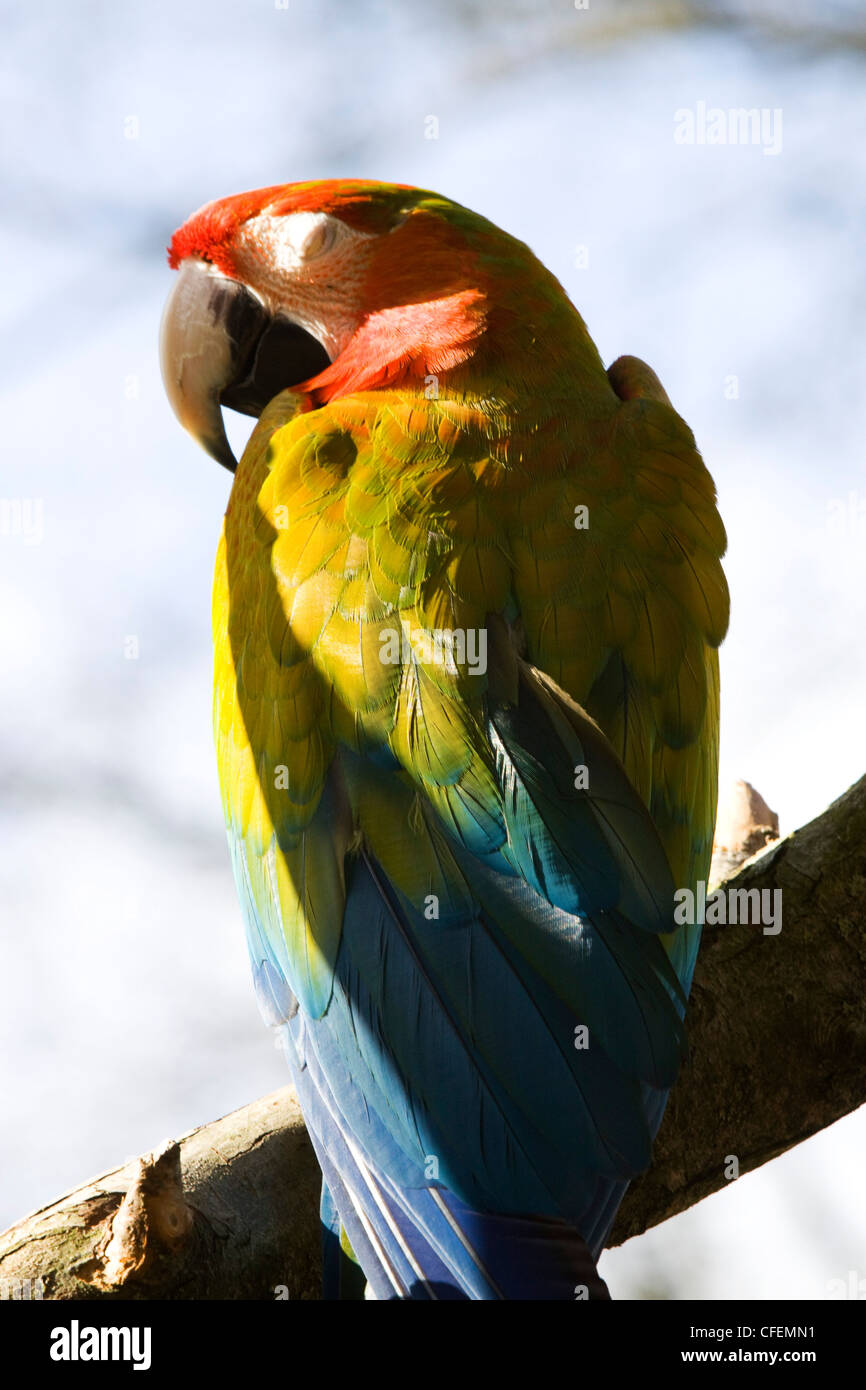 Parrot  Sat on a branch Blue-and-yellow Macaw Ara ararauna Catalina Macaw Stock Photo