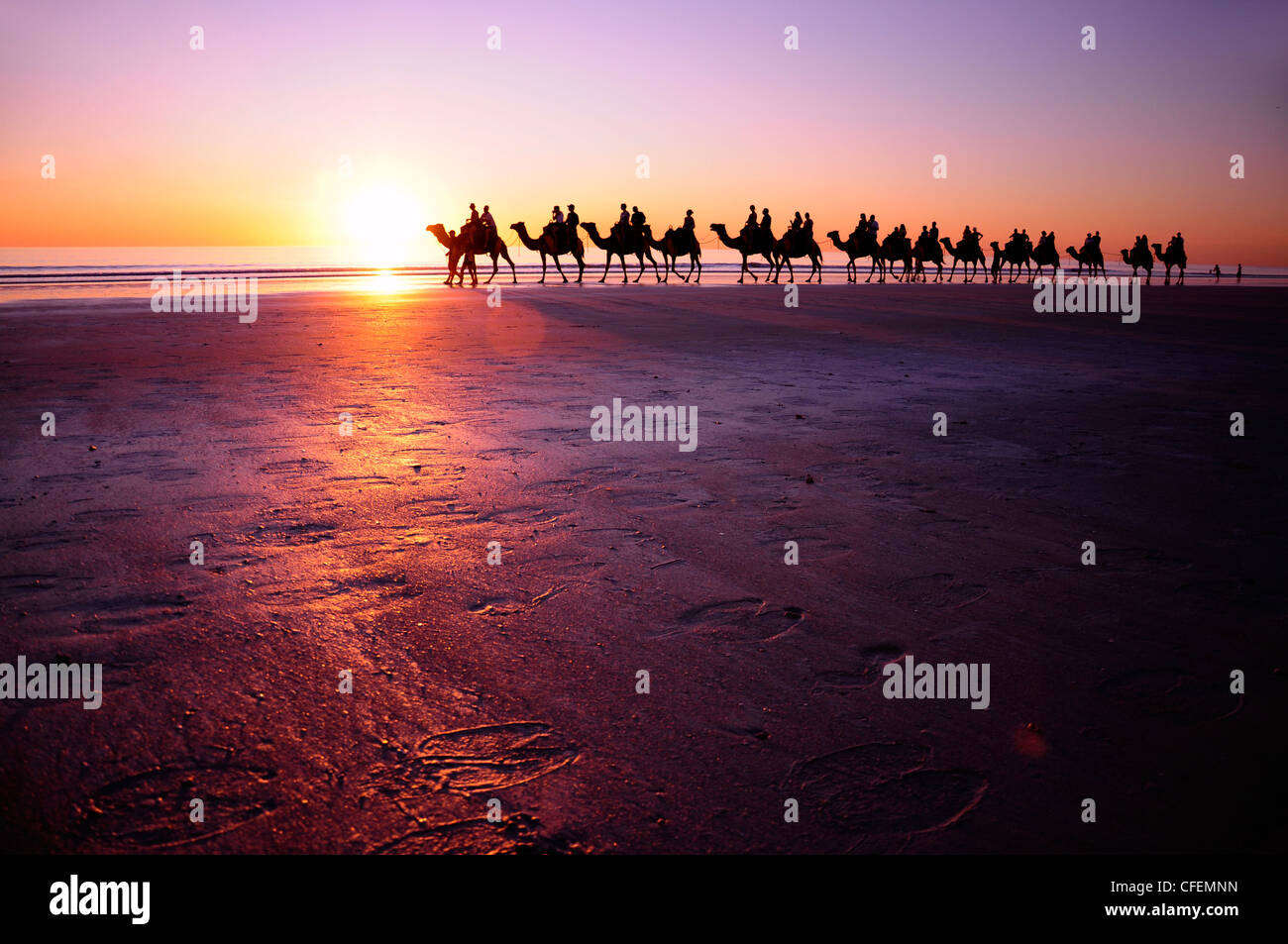 Beach Camels Stock Photo