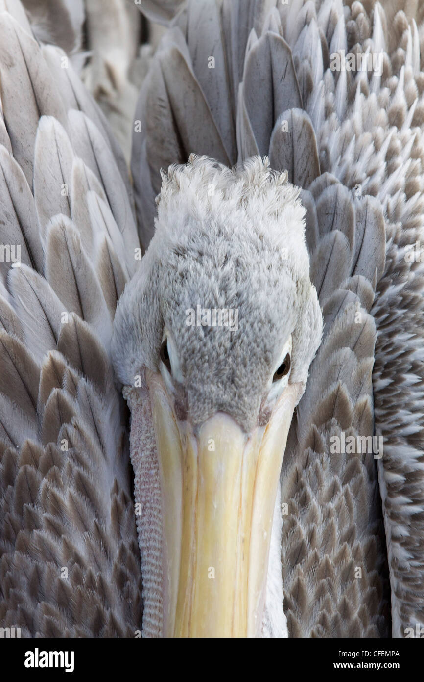 Pink-backed.pelican Pelecanus rufescens Stock Photo
