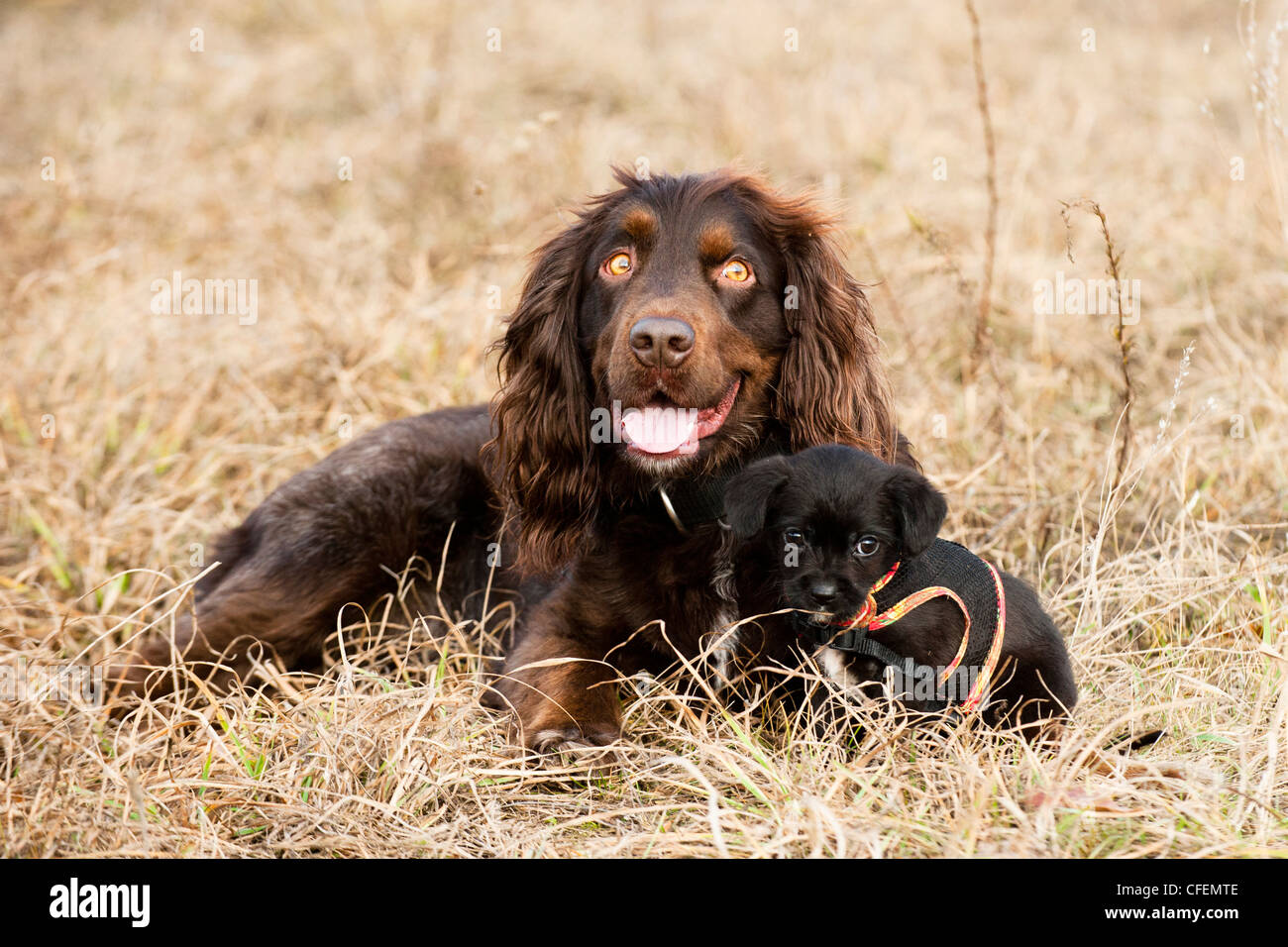 Dogs in the field Stock Photo
