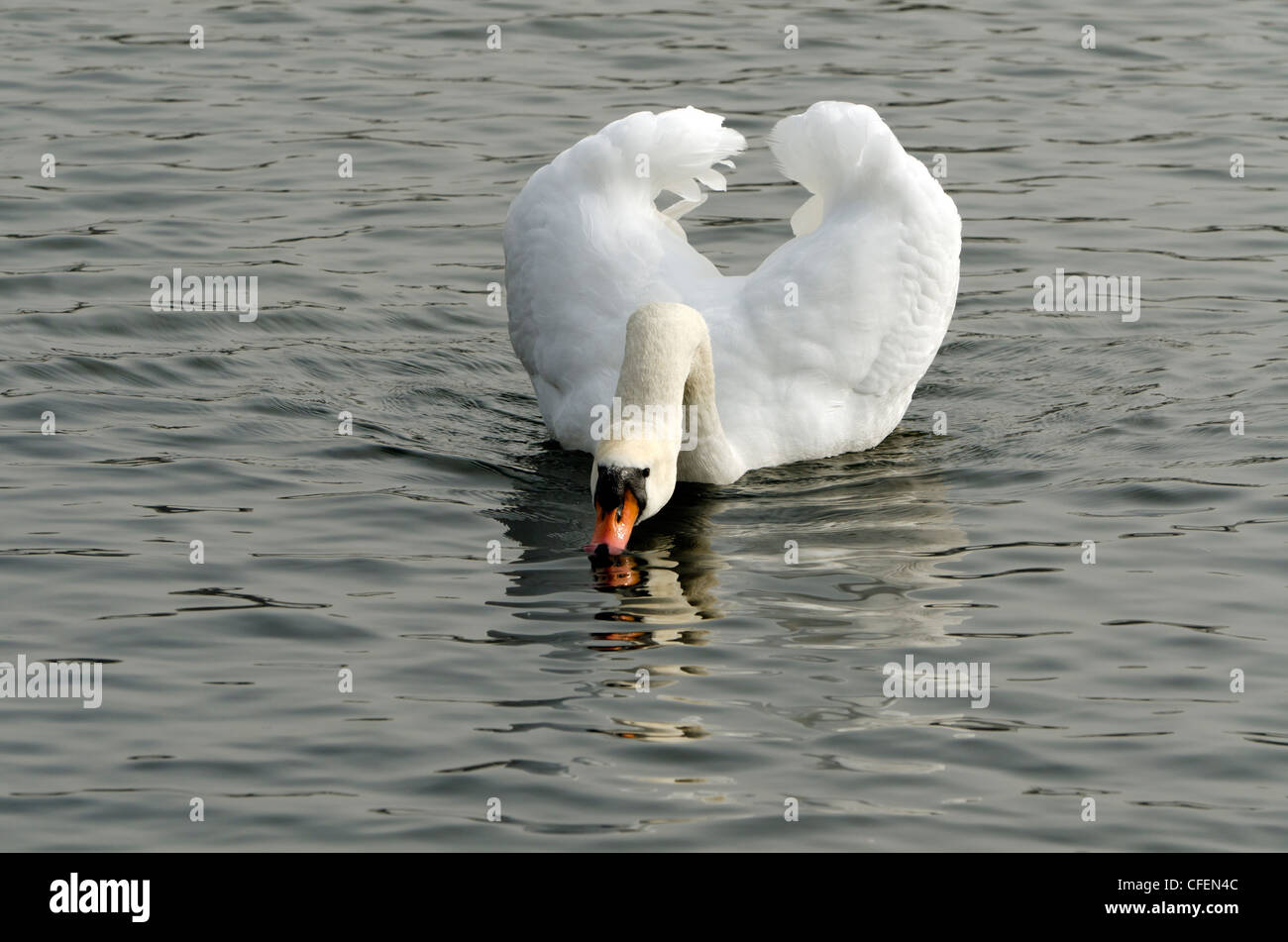 Male mute swan displaying aggressive behaviour at Rickmansworth Aquadrome Herts UK Stock Photo