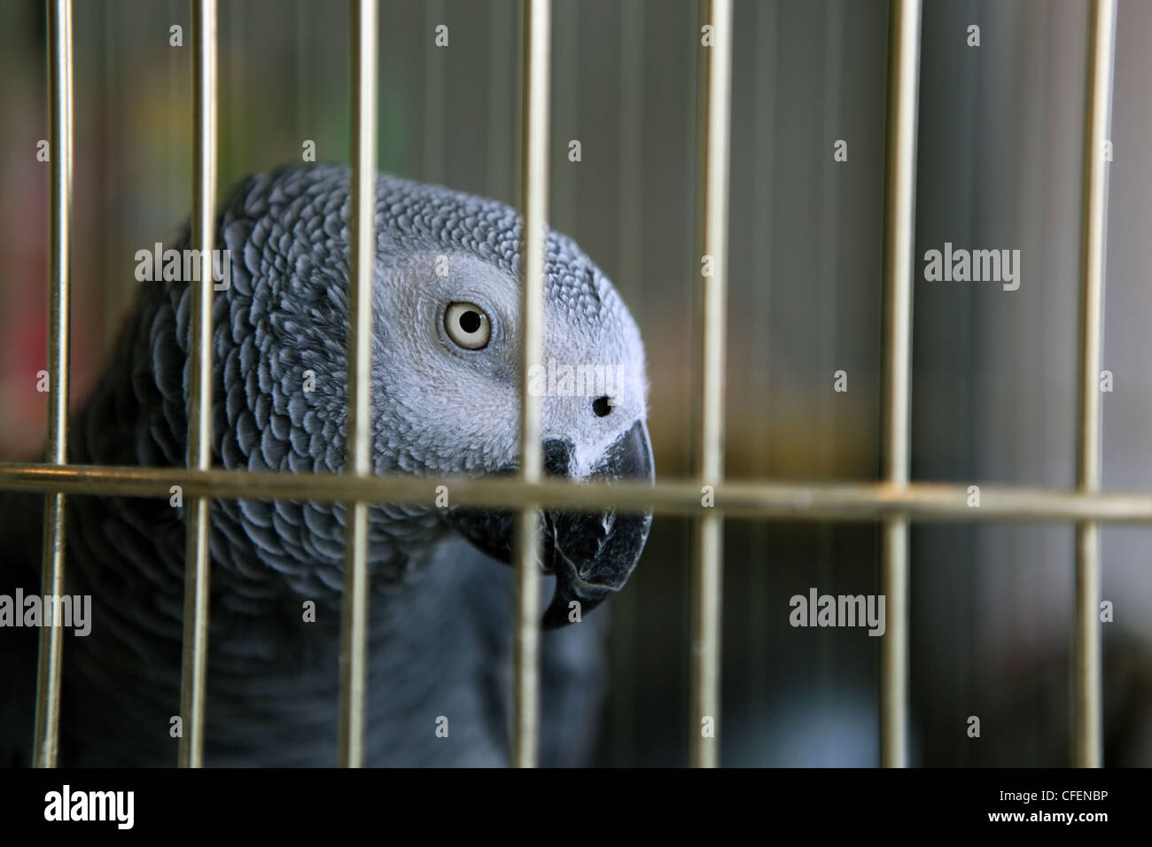 African Grey Parrot Psittacus Stock Photo