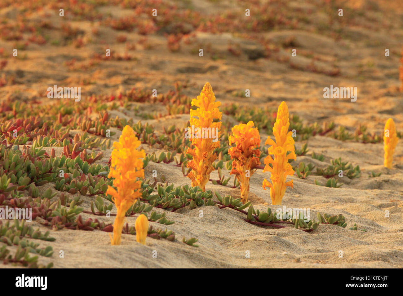 Cistanche phelypaea Yellow Broomrape Stock Photo