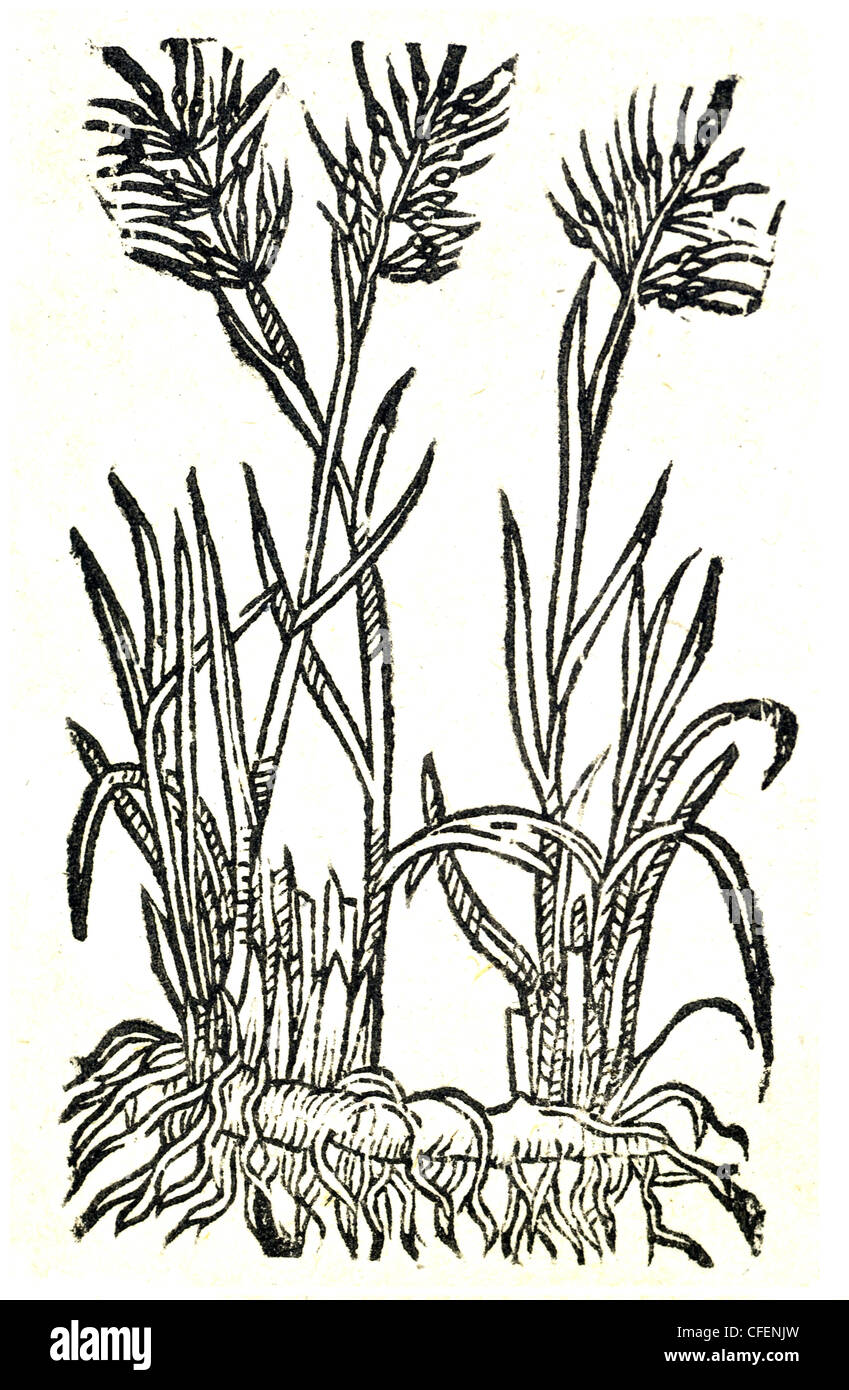 18th century old botanical illustration woodcut of indeterminate Grass type - Gramen Paniculatum arvense  Gramen Agrostis Stock Photo