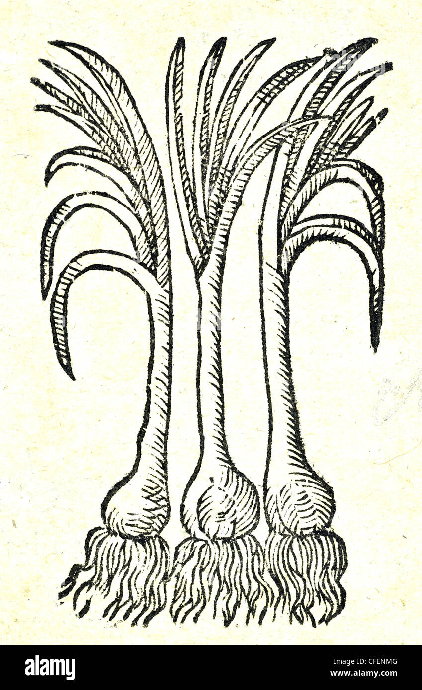 18th century old botanical illustration woodcut of ?Sand Leek / Allium scorodoprasum  Allium, Bauhin / Scorodoprasum Stock Photo