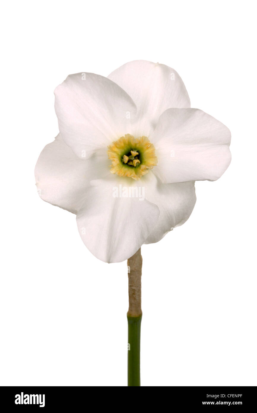 Single yellow and green-cupped white-corona daffodil flower isolated against a white background Stock Photo