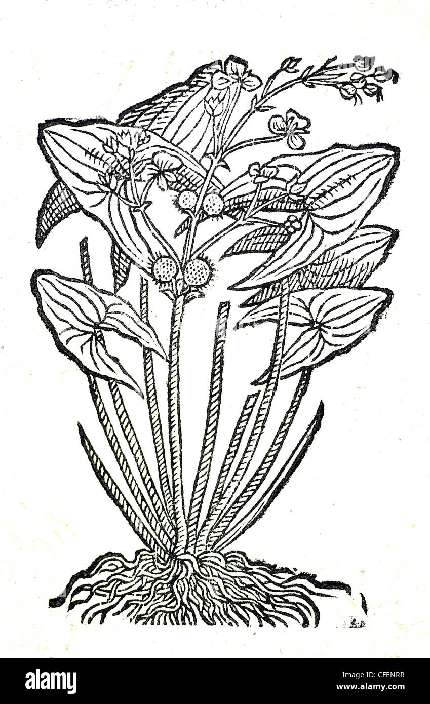 18th century old botanical illustration woodcut of Arrowhead / Sagittaria sagittifolia  Sagitta aquatica major, Bauhin. Stock Photo