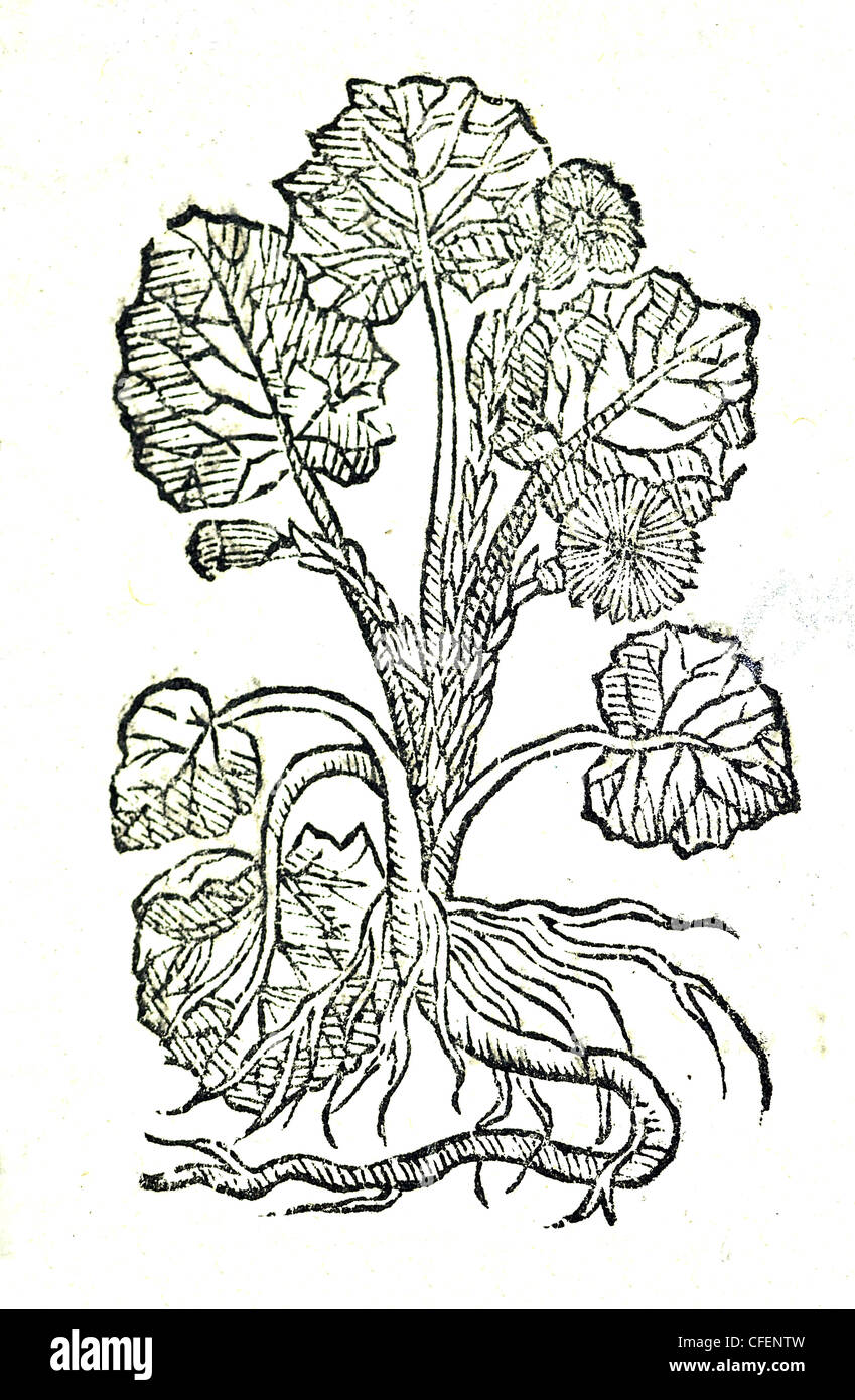18th century old botanical illustration woodcut of Coltsfoot / Tussilago farfara  Tussilago vulgaris, Bauhin / Tussilago Bechion Stock Photo