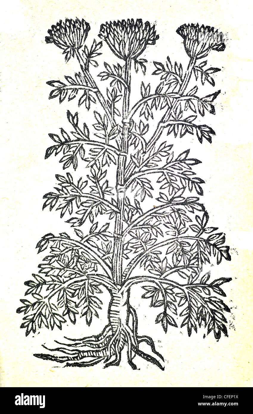 18th century old botanical illustration woodcut of Lovage / Levisticum officinale  Ligusticum, quod siseli officinarum, Bauhin. / Ligusticum Stock Photo