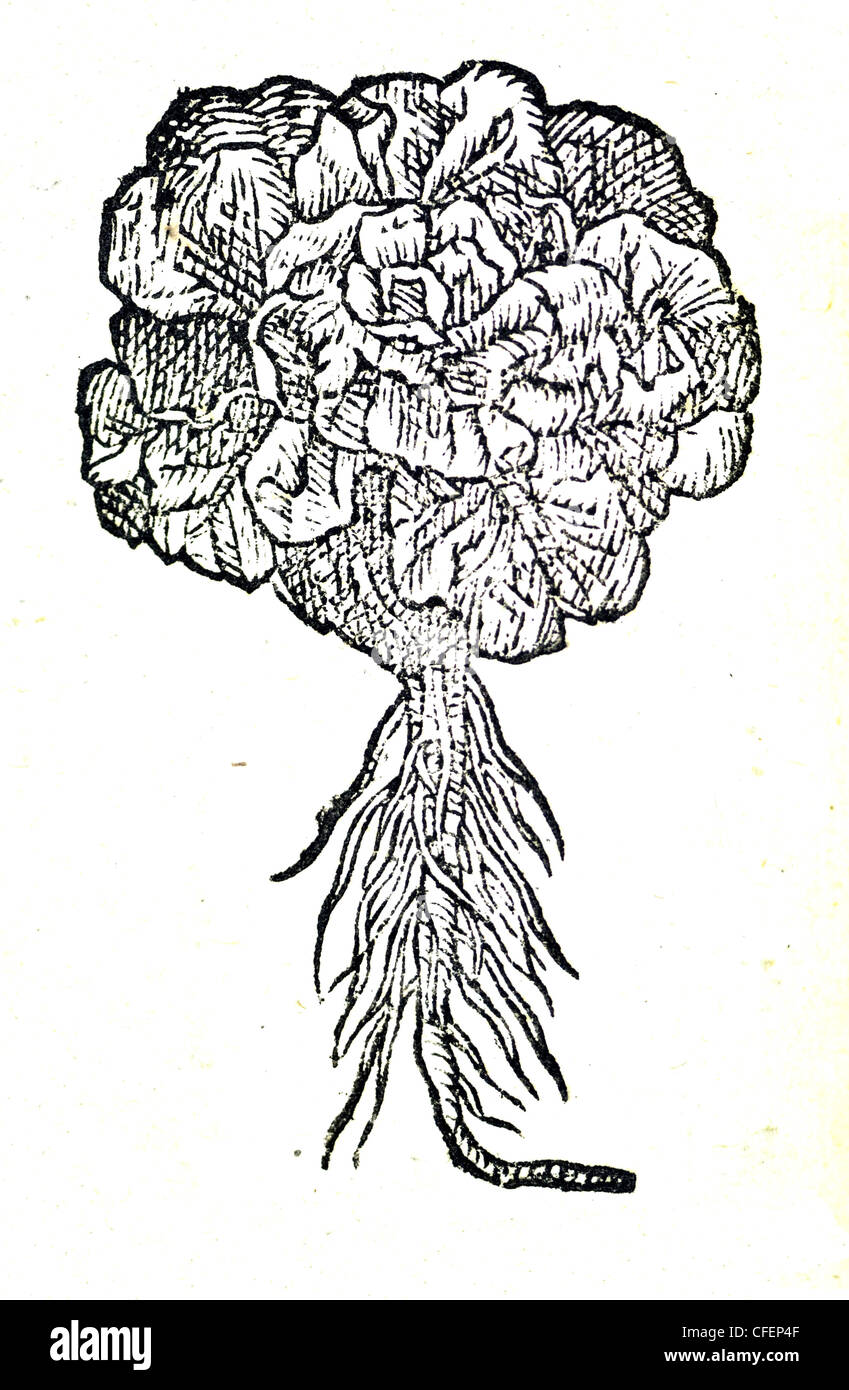 18th century old botanical illustration woodcut of Lettuce / Lactuca sativa  Lactuca hortensis, Bauhin. / Lactuca Crispa Stock Photo