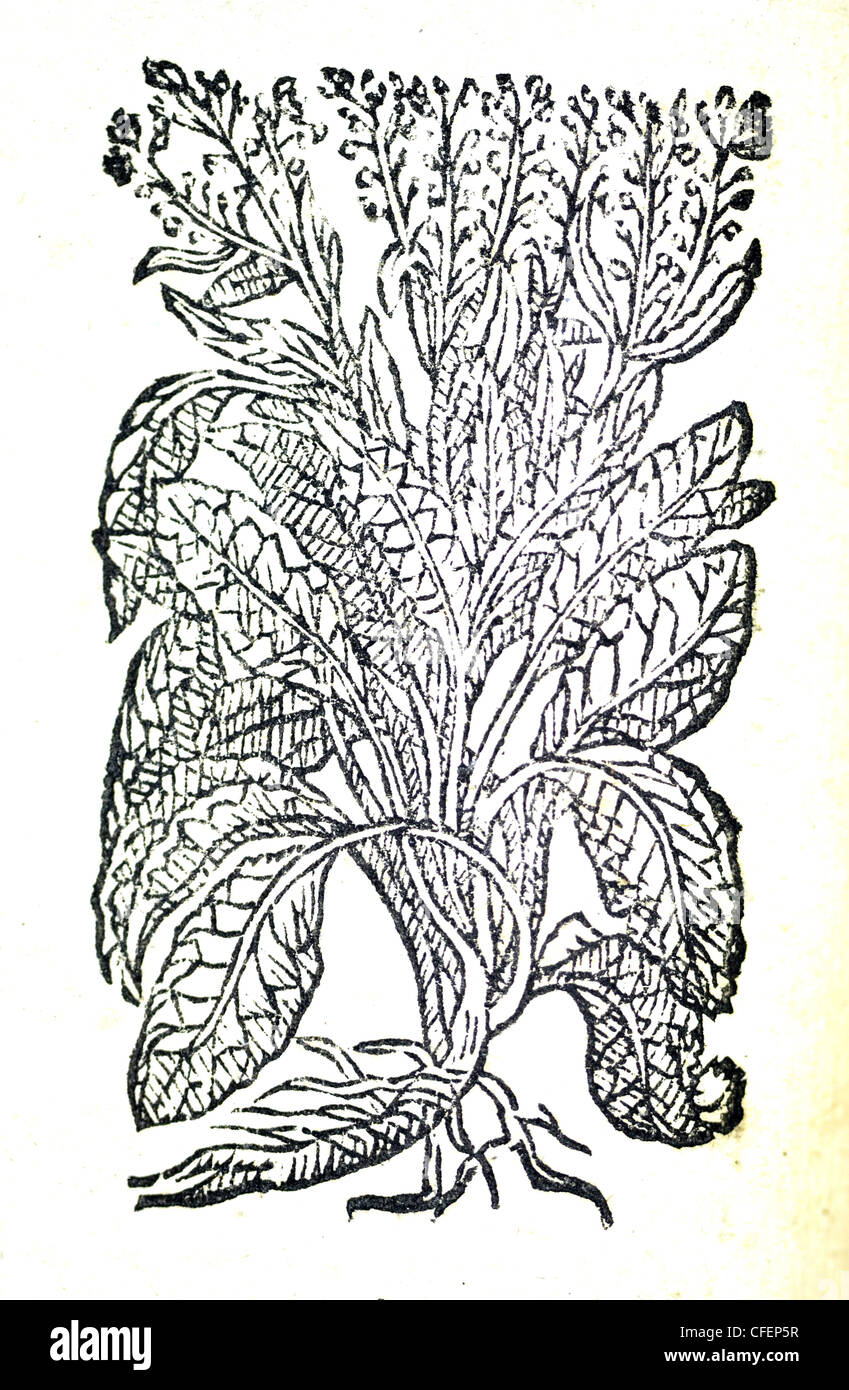 18th century old botanical illustration woodcut of Horseradish / Armoracia rusticana  Raphanus Sylvestris Stock Photo