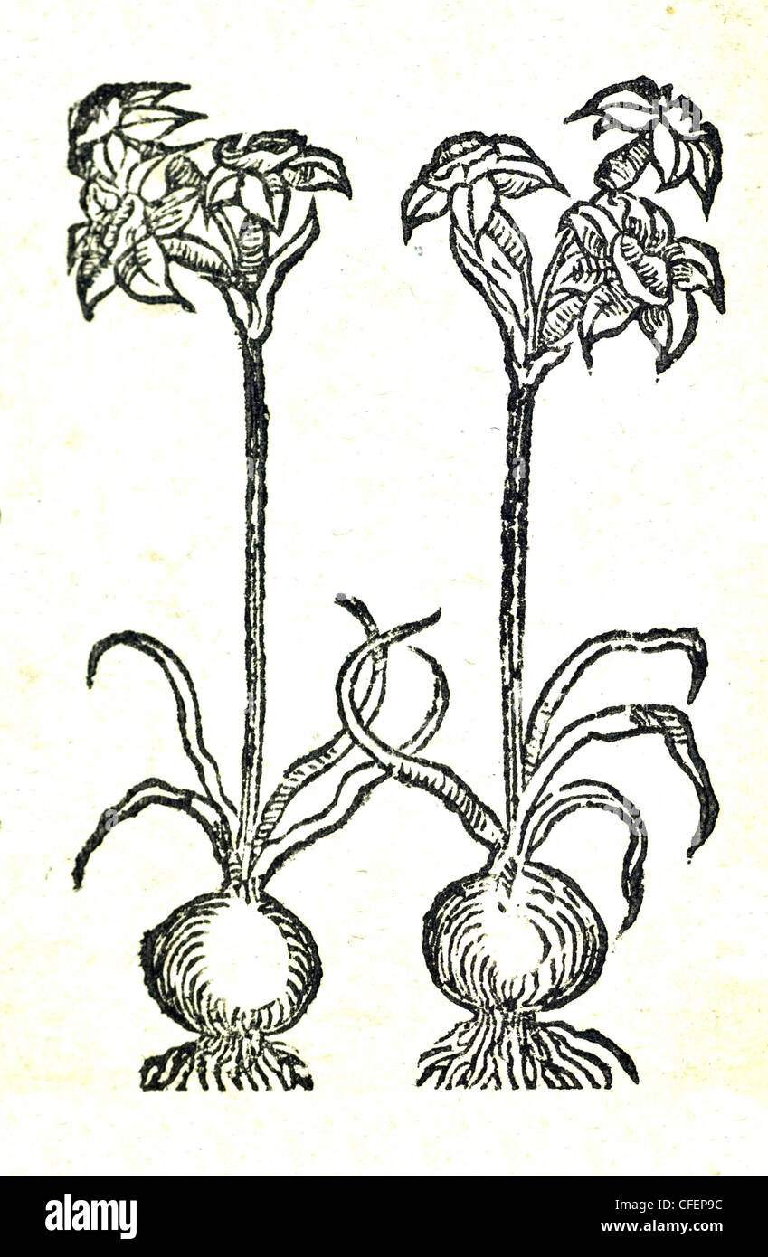18th century old botanical illustration woodcut. Plants for medicine - Narcissus Stock Photo