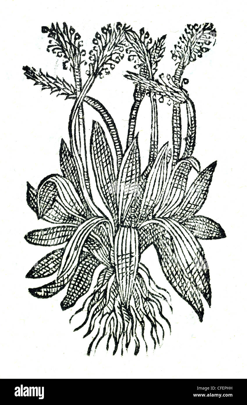 18th century old botanical woodcut of Ribwort Plantain / Plantago lanceolata  Plantago angustifolia major, Bauhin. / Plantago longa, Matt. Stock Photo