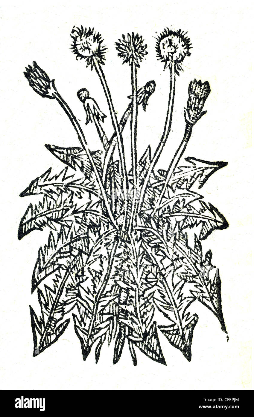 18th century old botanical woodcut of Dandelion / Taraxacum officinale   Dens Leonis latiore folio, Bauhin. / Cichorium Sylvestre. Dens Leonis, Matt Stock Photo