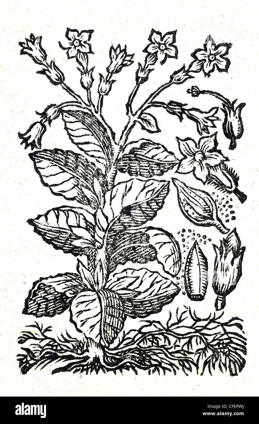 18th century old botanical illustration woodcut of Tobacco / Nicotiana tabacum  Nicotiana major latifolia, Bauhin. / Tabacum Nicotiana Stock Photo