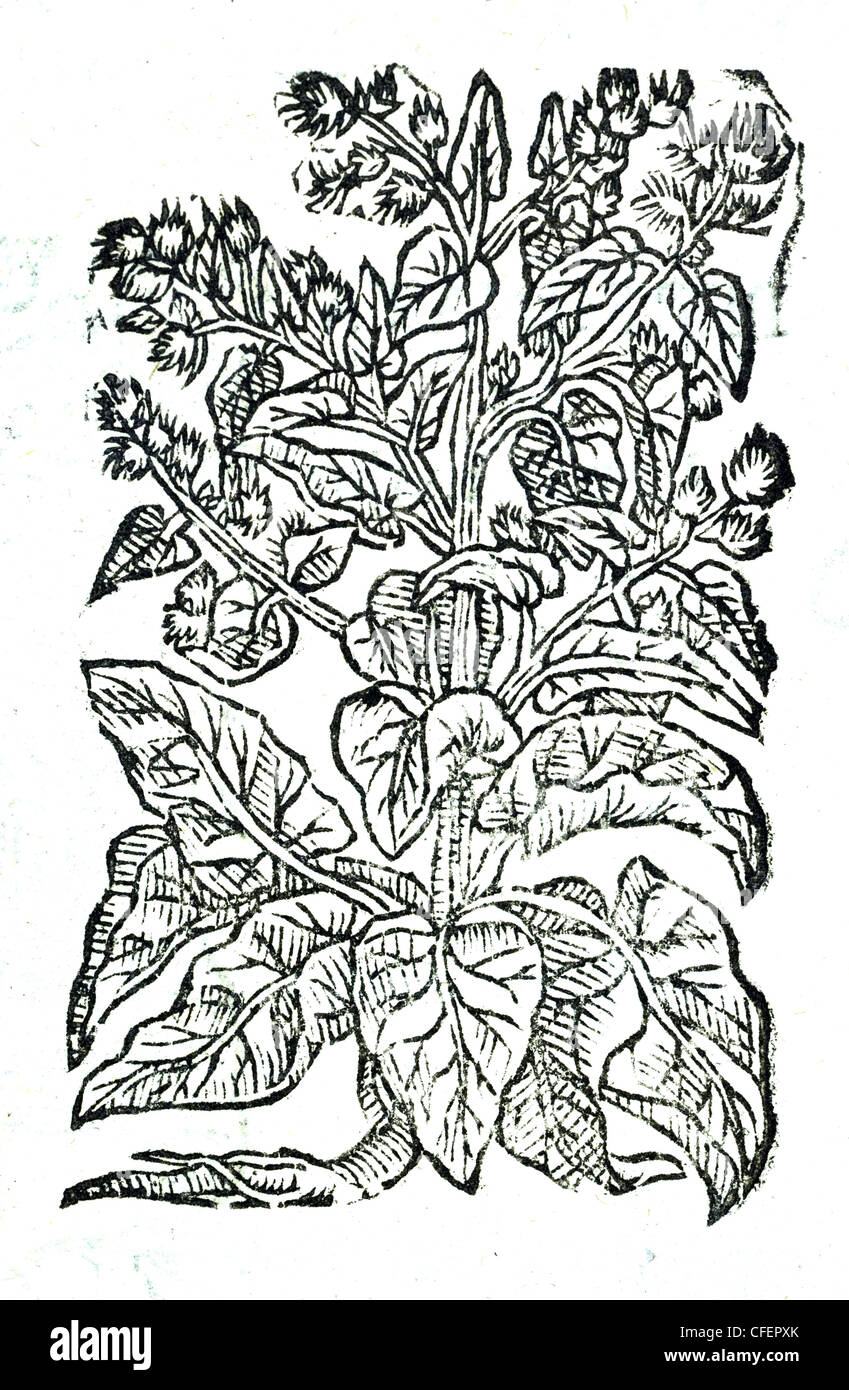 18th century old botanical illustration woodcut of Greater Burdock / Arctium lappa  Lappa major, Bauhin. / Personata major sive Personatia, Matt. Stock Photo