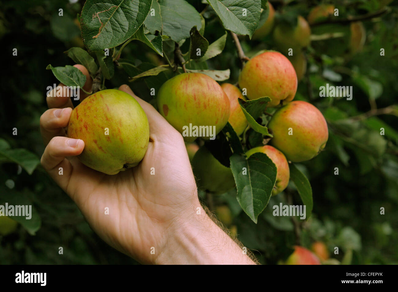 Scrumping hires stock photography and images Alamy