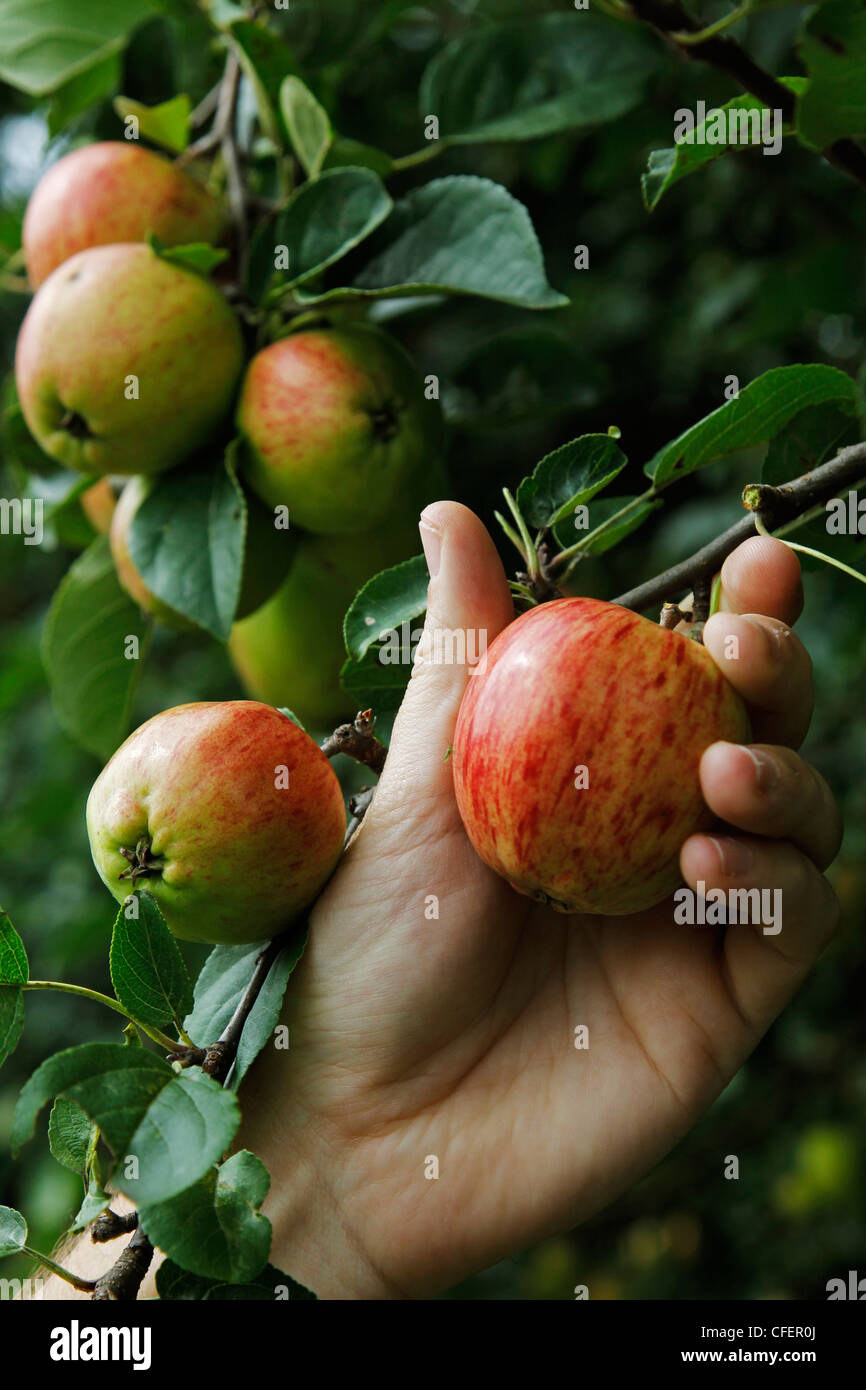 Apple picking West Sussex, England Stock Photo Alamy