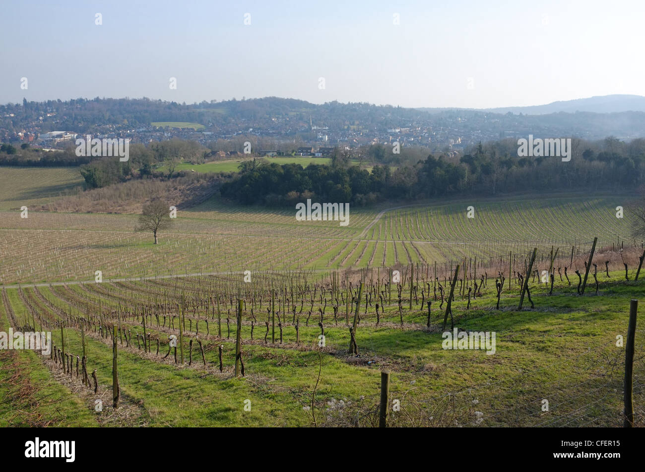 View over Denbies wine estate, Surrey, England. Dorking county town is in the background. Stock Photo