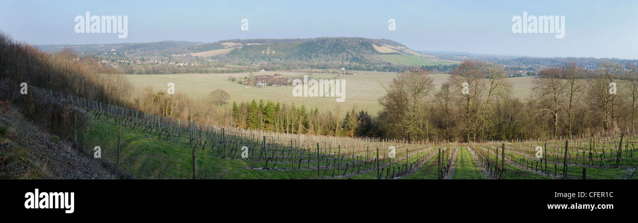 Panoramic view over Denbies wine estate, near Dorking, Surrey, England. Stock Photo