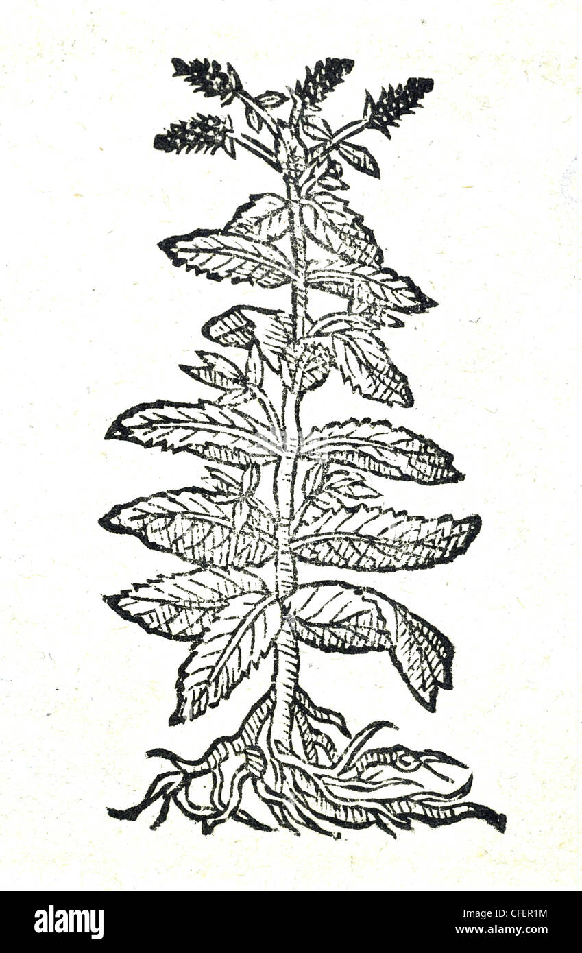 18th century old botanical illustration woodcut of Spearmint / Mentha spicata  Mentha angustifolia spicata, Bauhin. / Mentha, Matt. Stock Photo