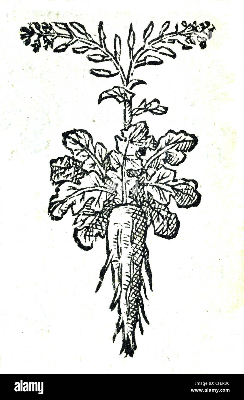 18th century old botanical woodcut of NAPUS? Member of Brassica family in 1707 plant book. Text suggests 'turnip' (French wording naveau / navet). Stock Photo