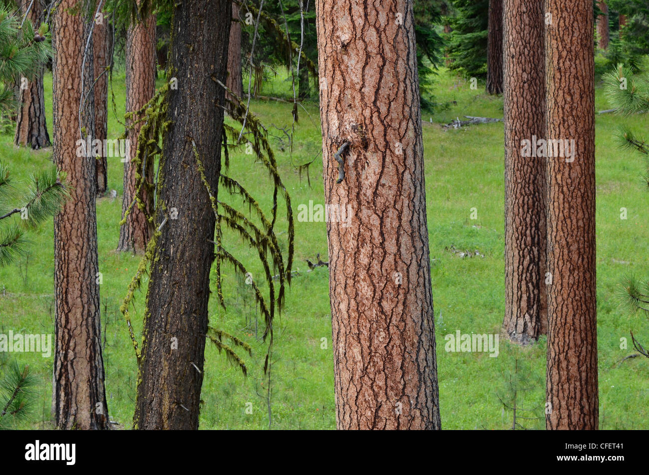 Old growth Ponderosa pine forest in Central Oregon Stock Photo Alamy