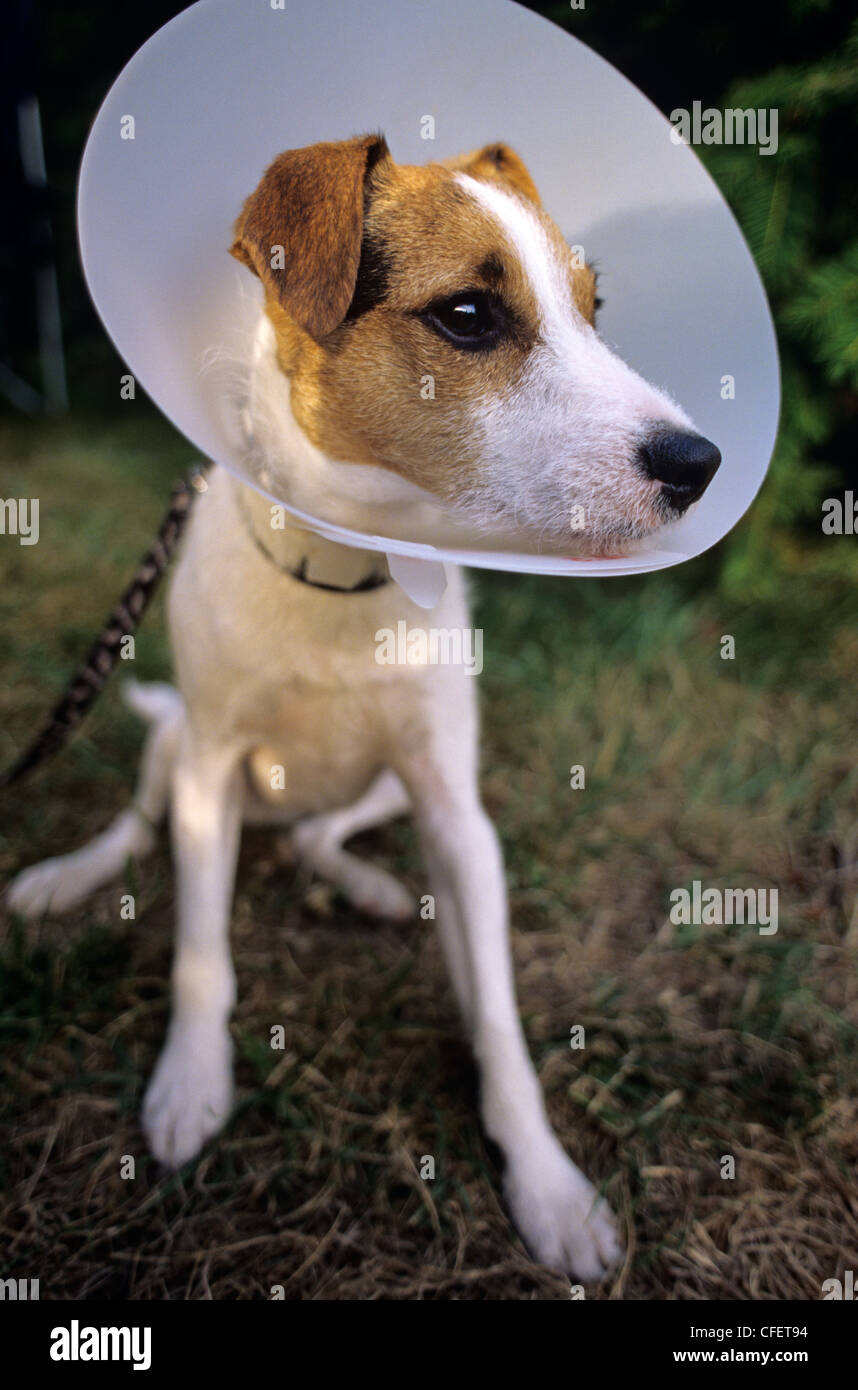 Jack Russell Terrier with medical collar around neck for protection Stock Photo Alamy