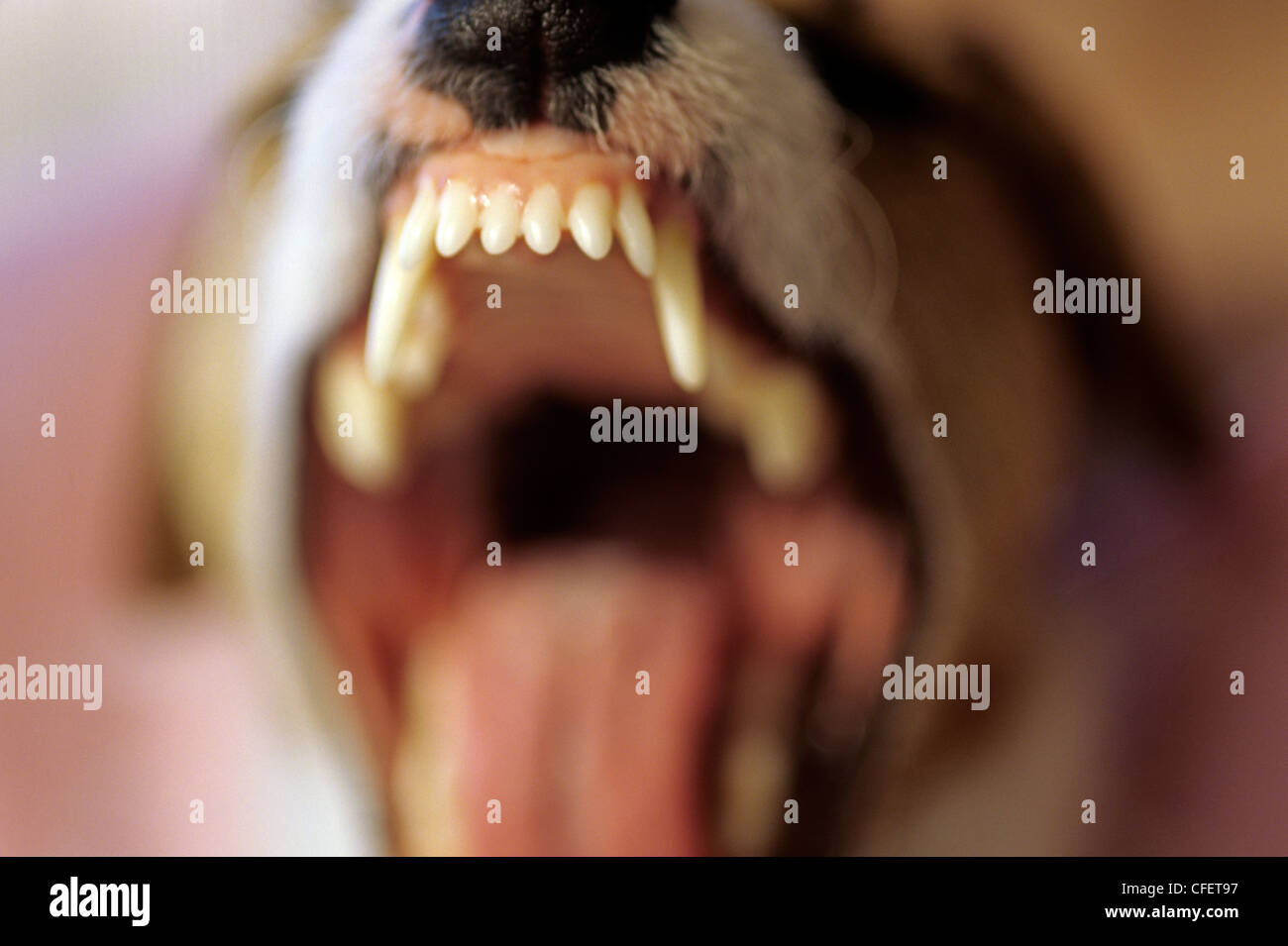 Jack Russell Terrier barking, growling with fangs showing, closeup of