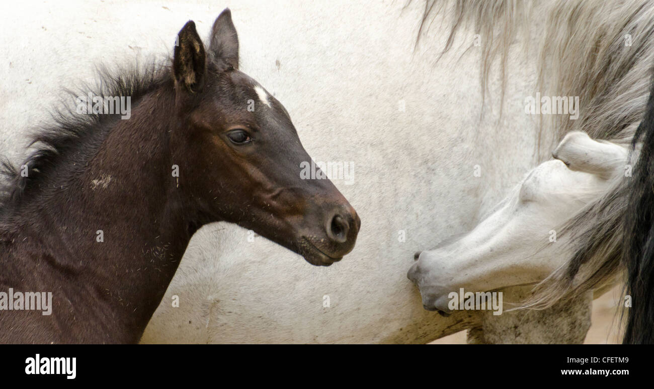 Horses up close, Idaho. Stock Photo